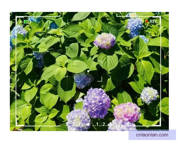 午夜五月天迷情影像朦胧灯火下释放秘语与浪漫氛围时光柔和初暖